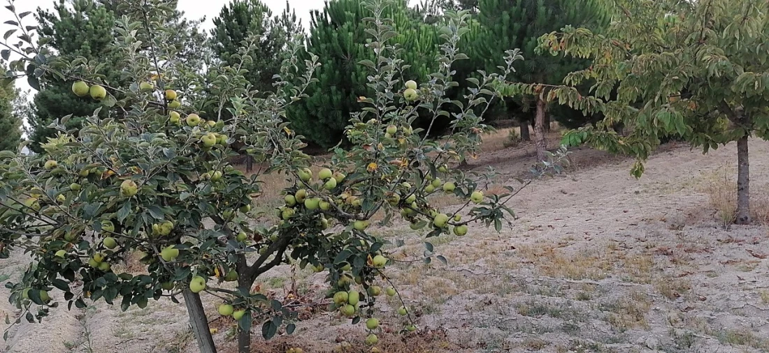 Terreno para Venda em Rio Torto e Lagarinhos Foto 37