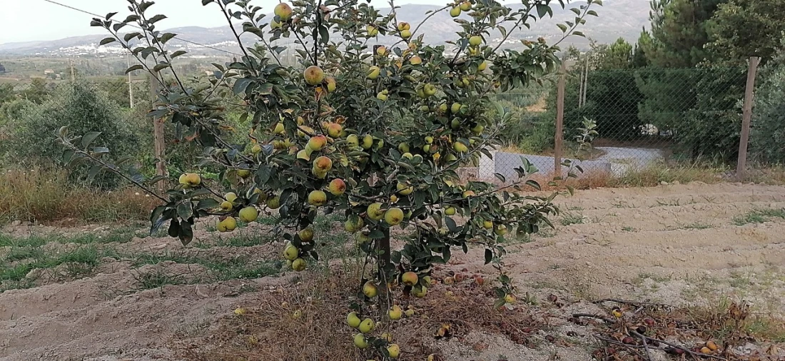 Terreno para Venda em Rio Torto e Lagarinhos Foto 36