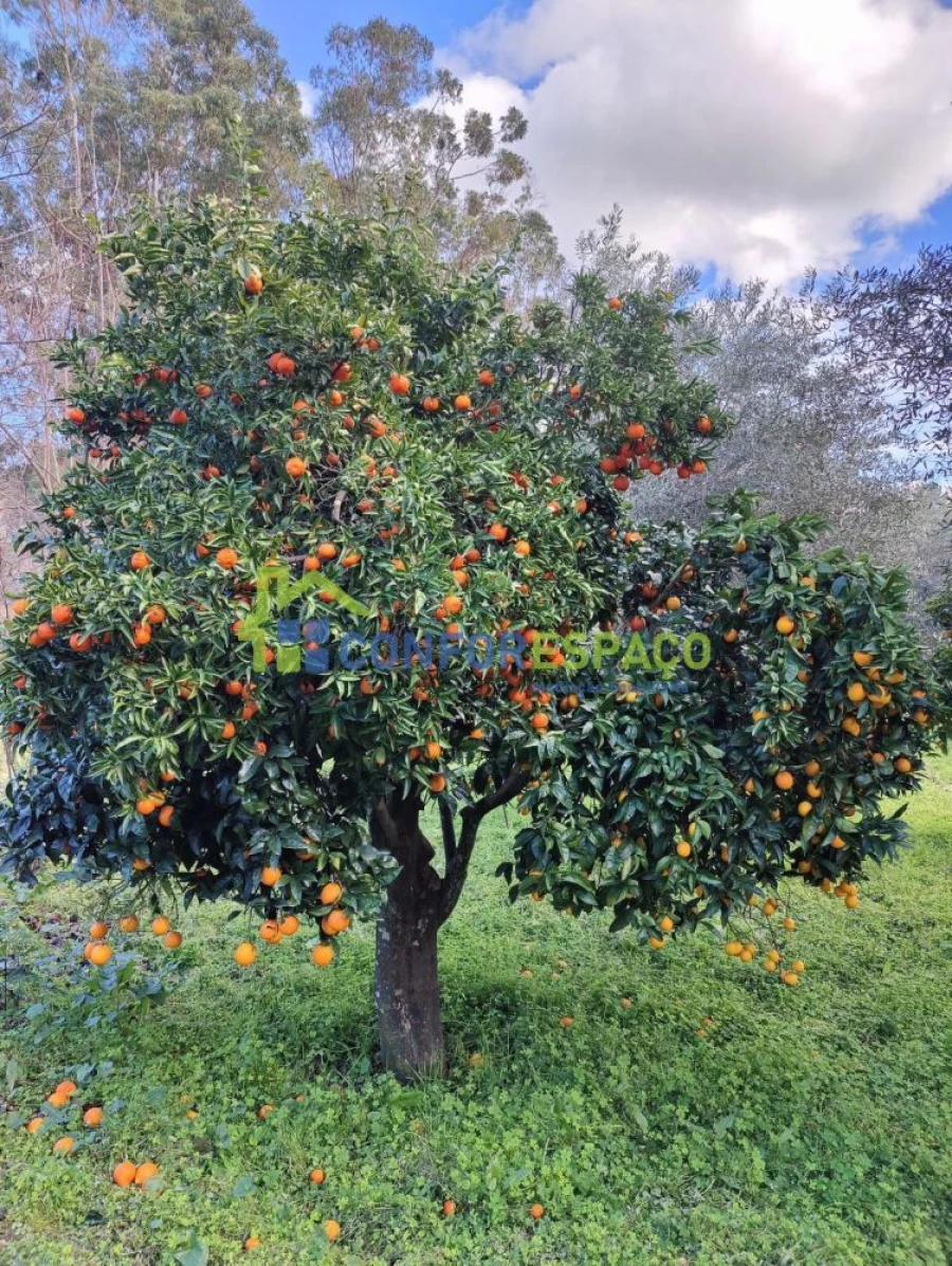 Quinta T2 para Venda em Escalos de Baixo e Mata Foto 14