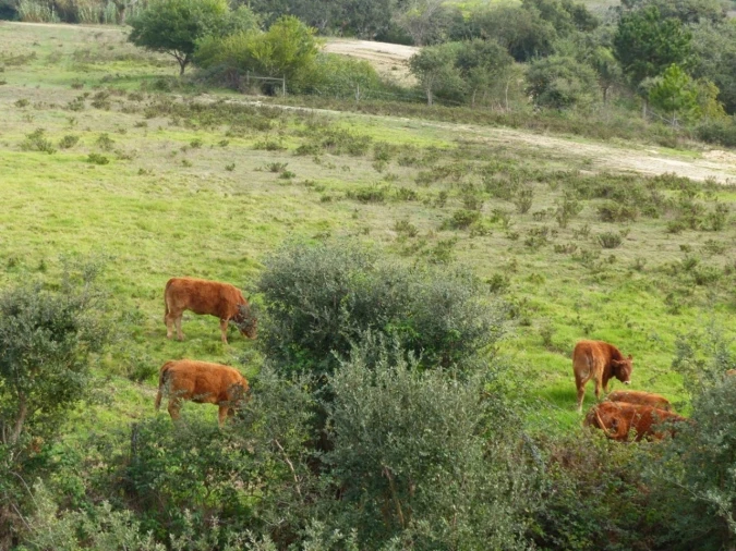 Moradia T3 para Venda em Porto Covo Foto 27