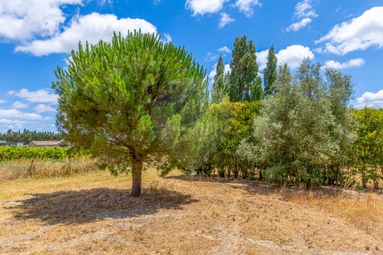 Quinta T3 para Venda em Alcoentre Foto 40