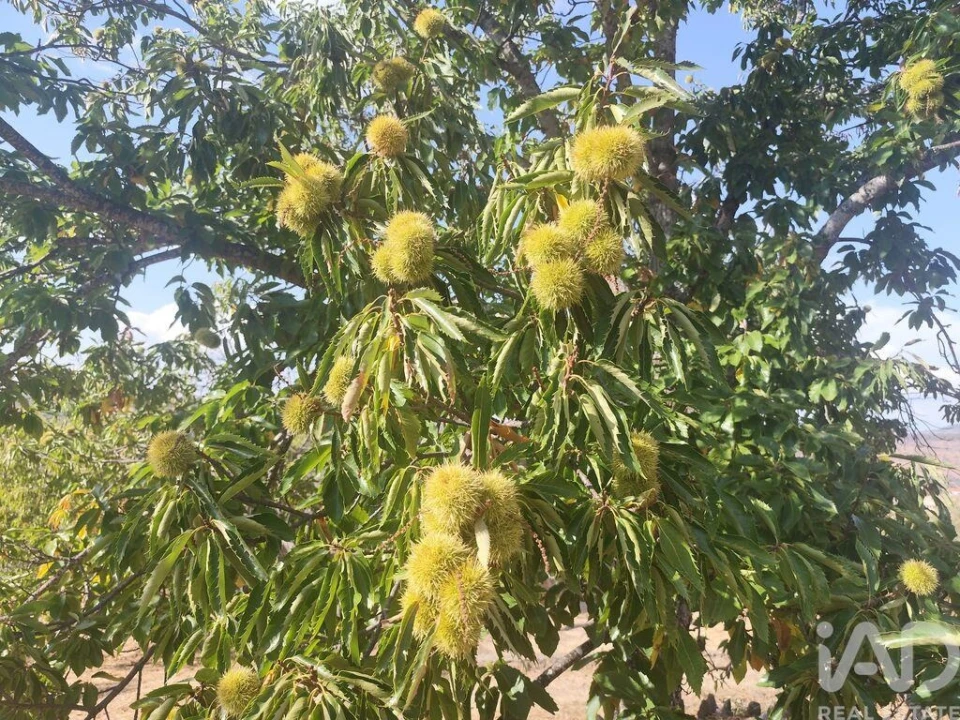 Moradia T2 para Venda em Castelo Branco Foto 30