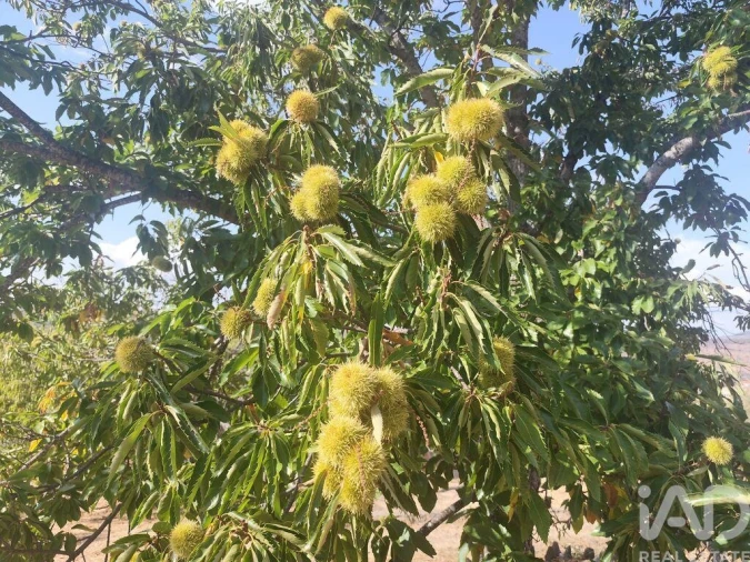 Moradia T2 para Venda em Castelo Branco Foto 30