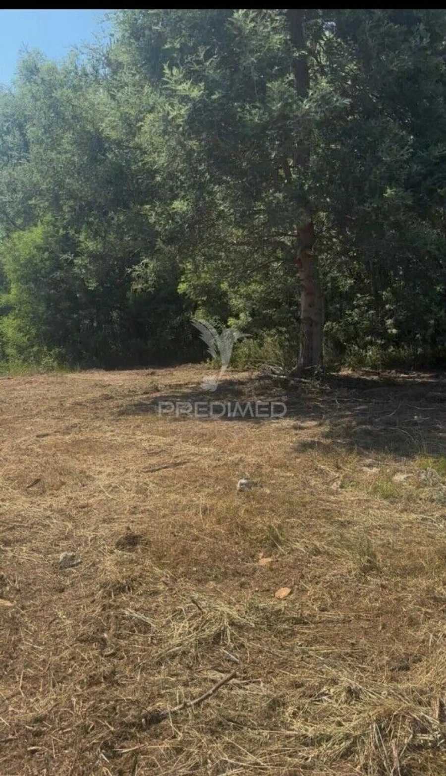 Terreno para Venda em Fridão Foto 4