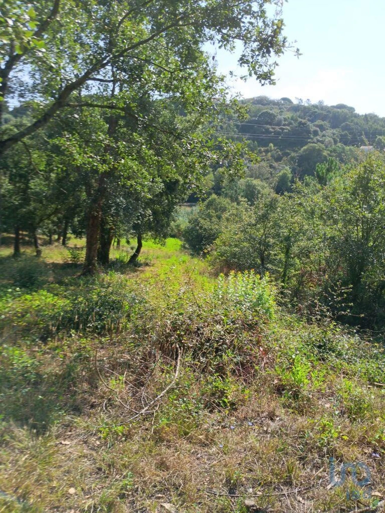 Terreno para Venda em Aljubarrota Foto 5