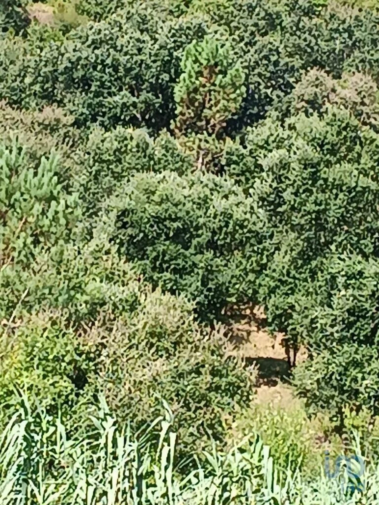 Terreno para Venda em Aljubarrota Foto 6