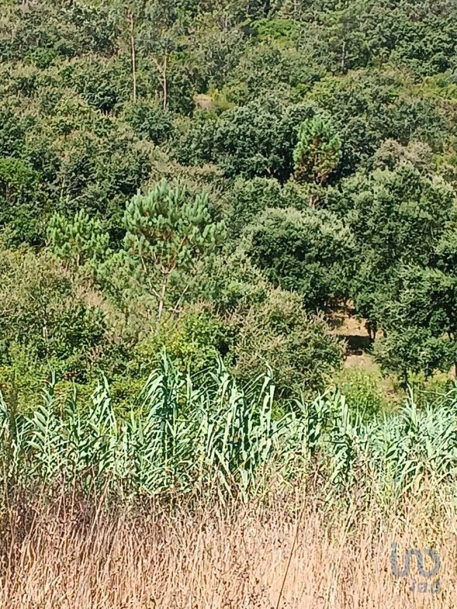 Terreno para Venda em Aljubarrota Foto 10