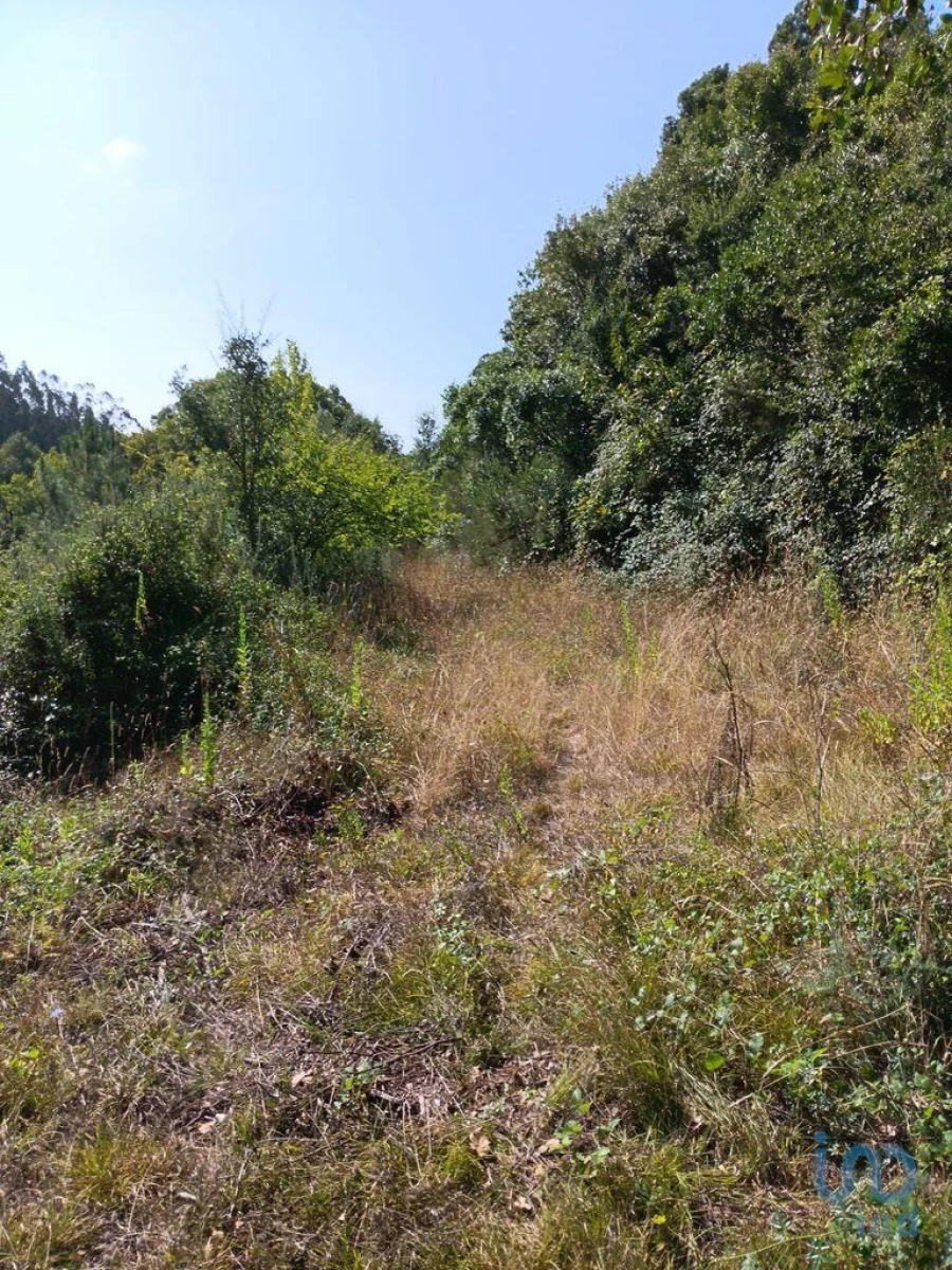 Terreno para Venda em Aljubarrota Foto 7