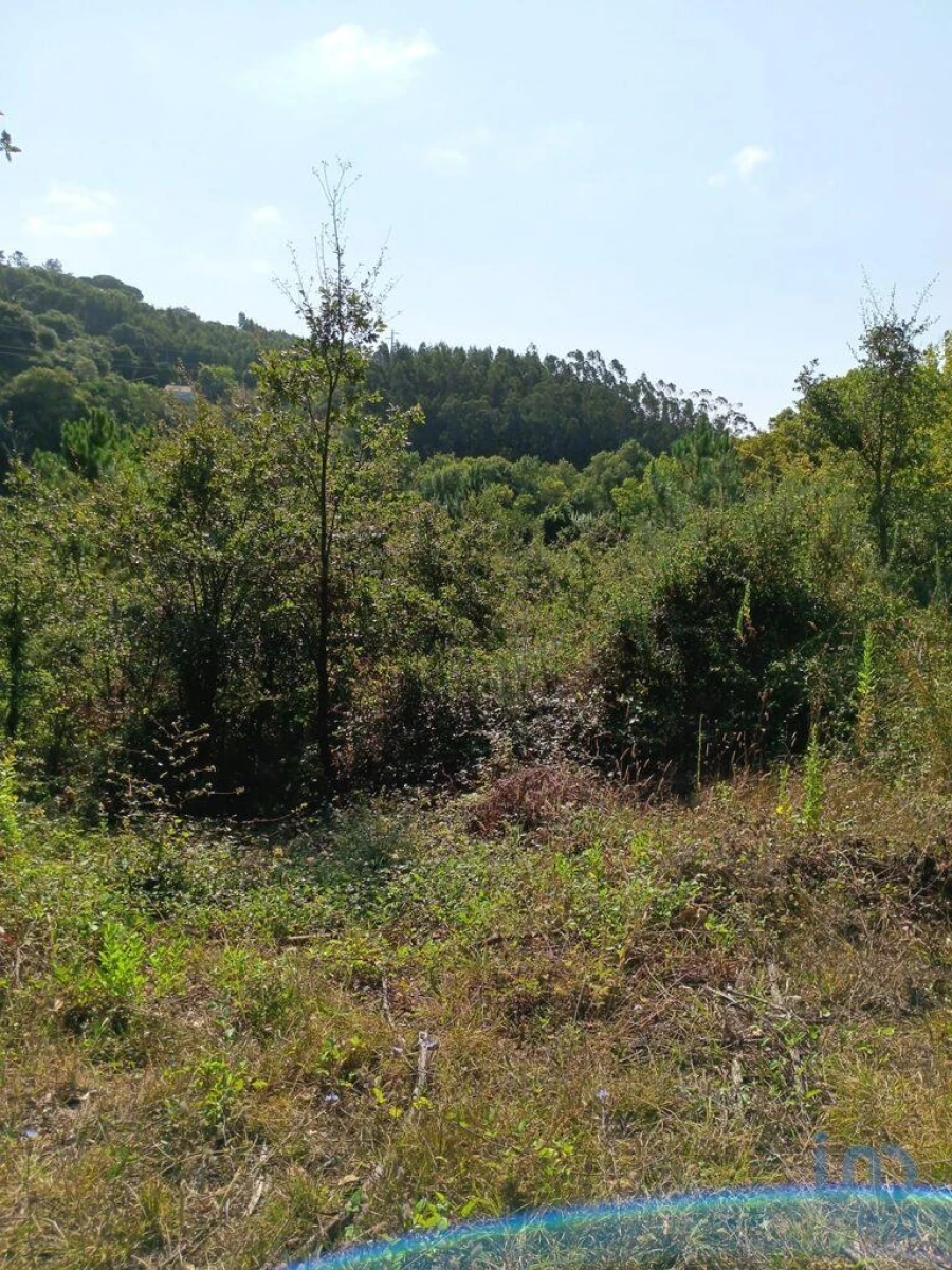 Terreno para Venda em Aljubarrota Foto 3