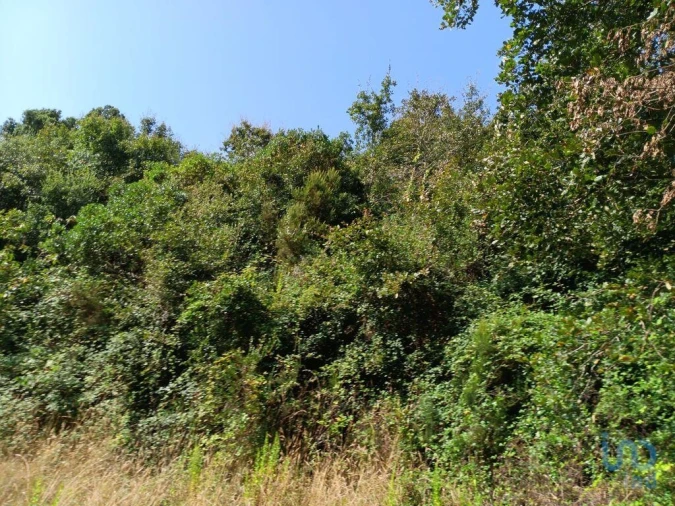 Terreno para Venda em Aljubarrota Foto 4