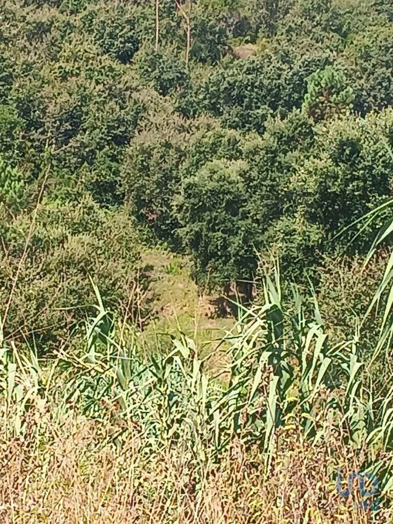 Terreno para Venda em Aljubarrota Foto 2