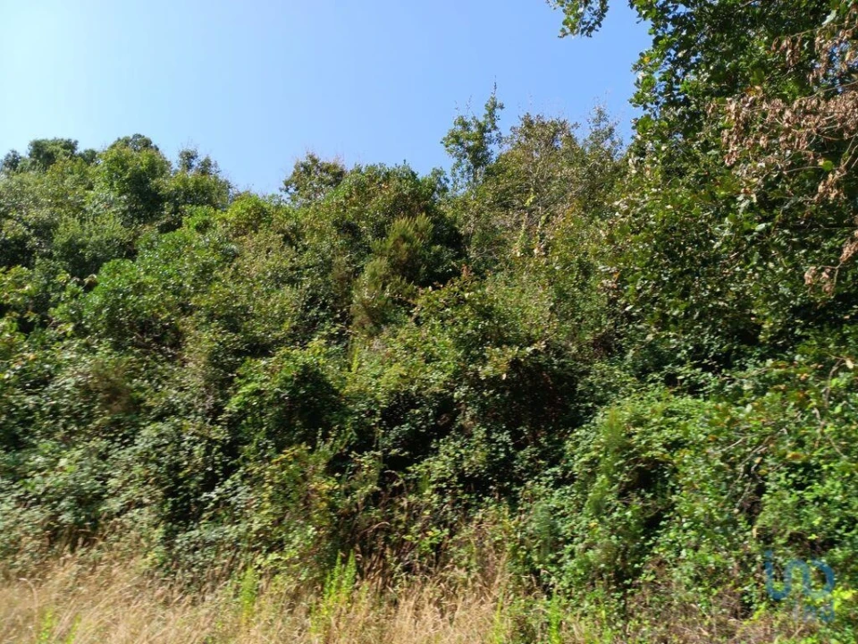 Terreno para Venda em Aljubarrota Foto 4