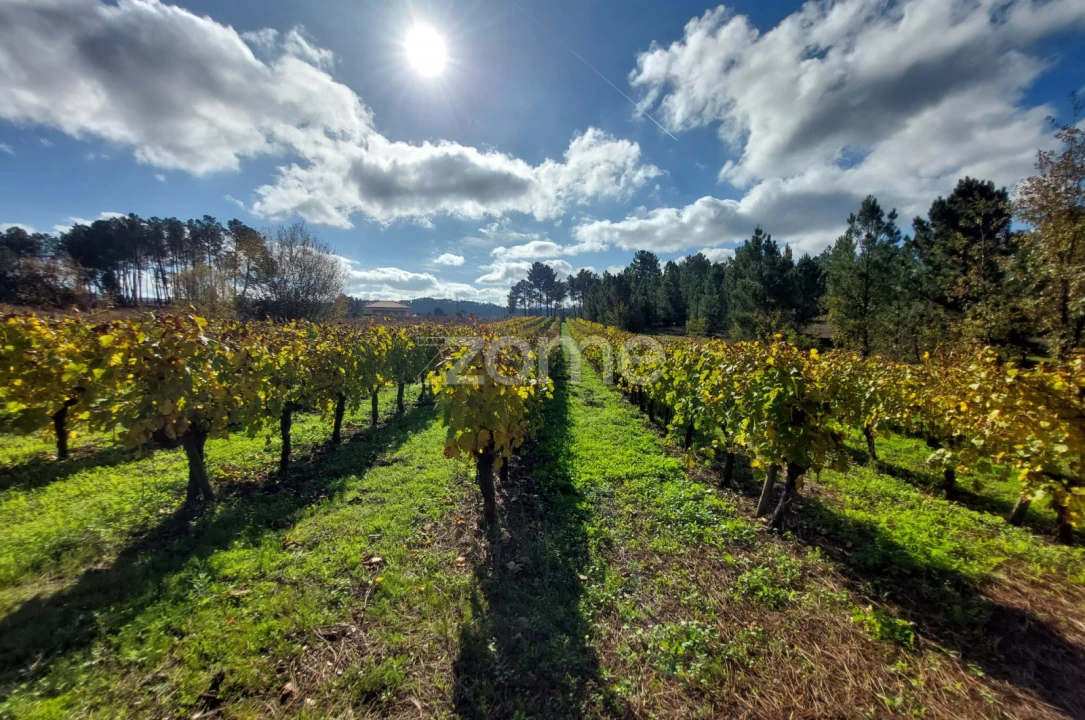 Terreno para Venda em Vila da Ponte Foto 5