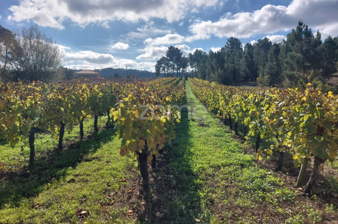 Terreno para Venda em Vila da Ponte Foto 1