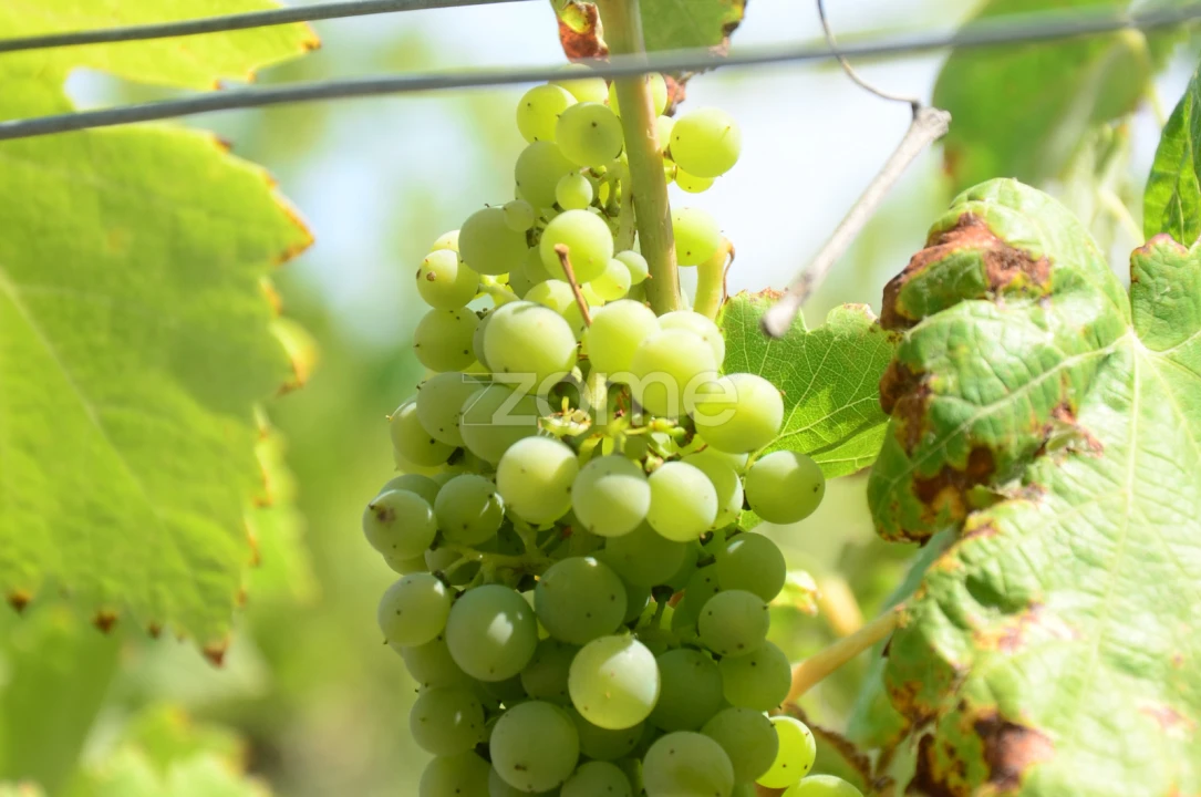 Terreno para Venda em Vila da Ponte Foto 9