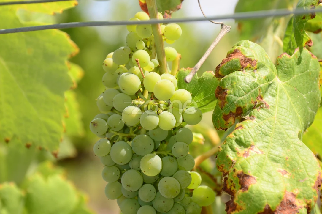 Terreno para Venda em Vila da Ponte Foto 10