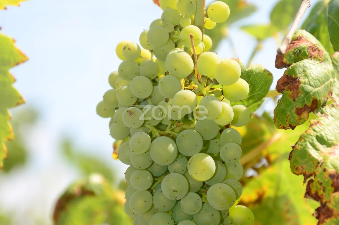 Terreno para Venda em Vila da Ponte Foto 11