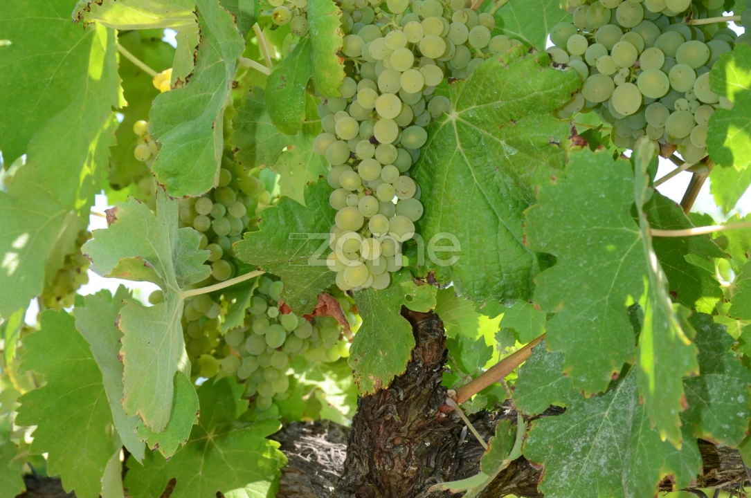 Terreno para Venda em Vila da Ponte Foto 12
