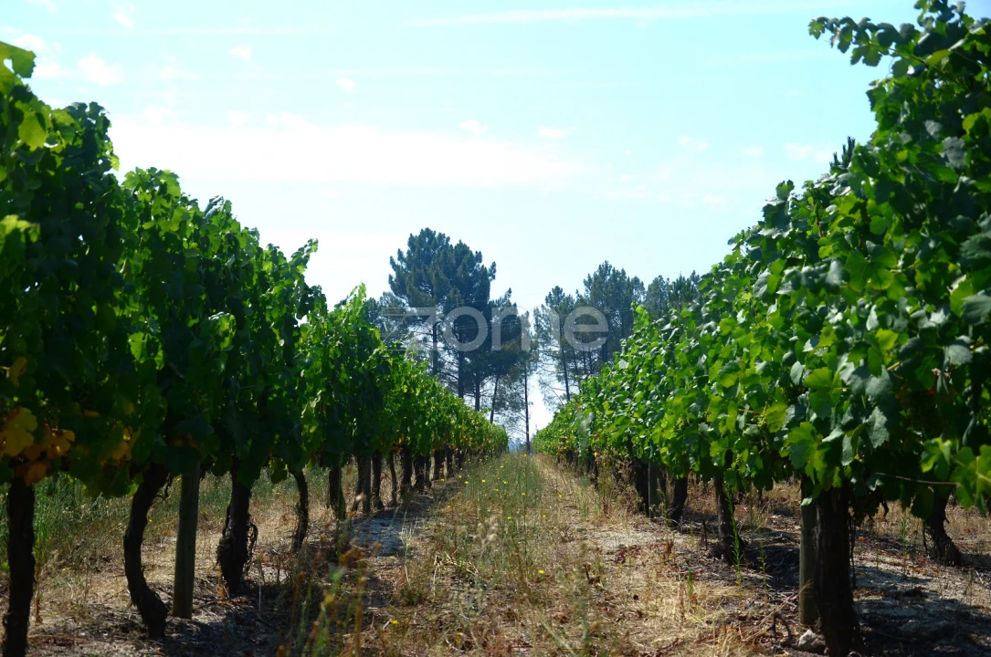 Terreno para Venda em Vila da Ponte Foto 13