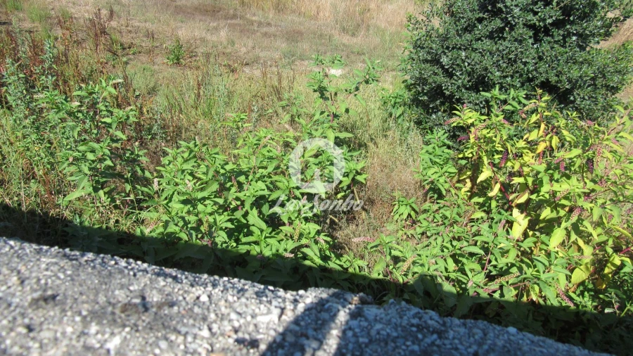 Terreno Misto para Venda em Junqueira Foto 2