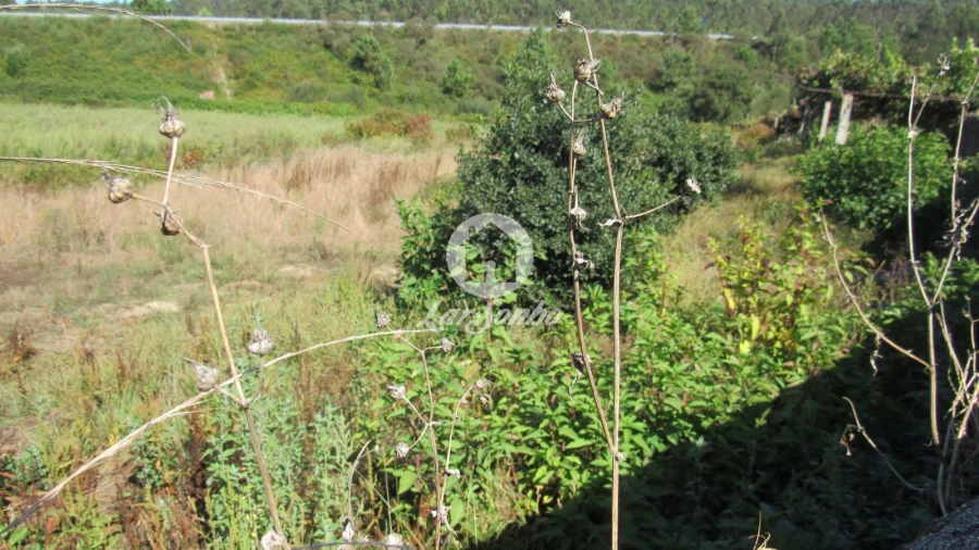 Terreno Misto para Venda em Junqueira Foto 5