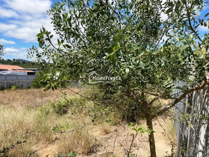 Terreno para Venda em Abrantes (São Vicente e São João) e Alferrarede Foto 5