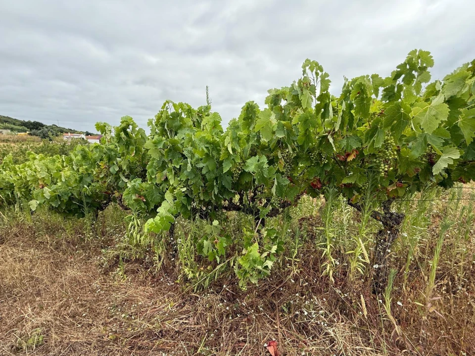 Terreno Agricola ou Rústico para Venda em Santa Maria, São Pedro e Matacães Foto 1