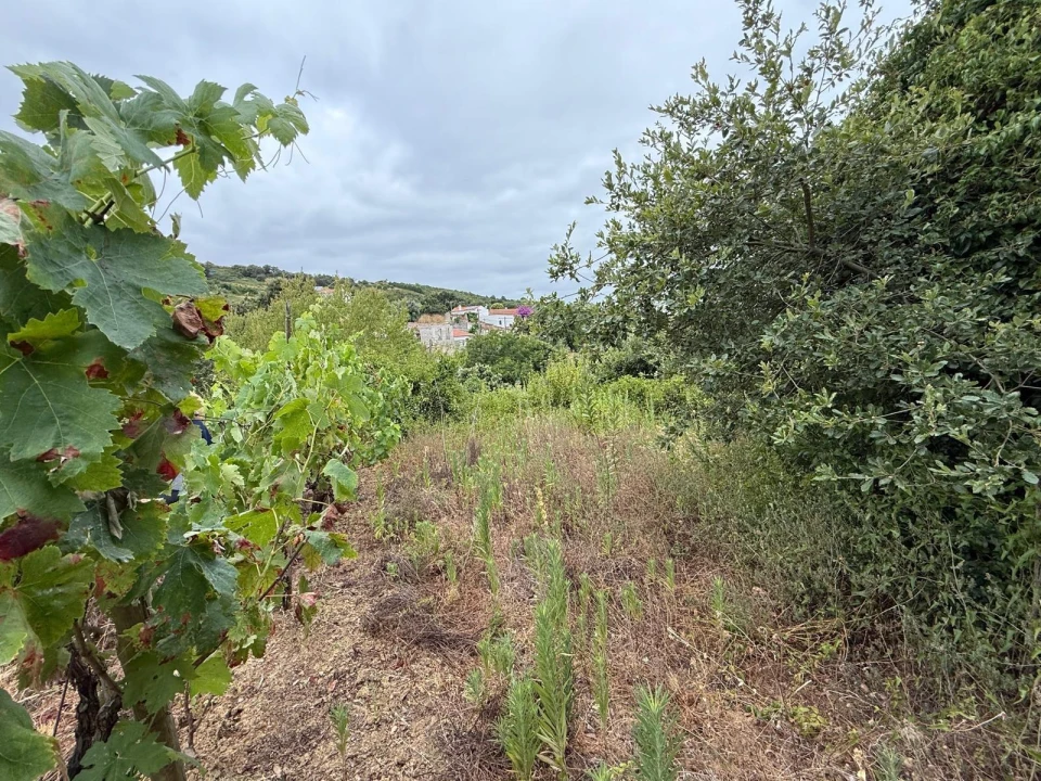 Terreno Agricola ou Rústico para Venda em Santa Maria, São Pedro e Matacães Foto 11