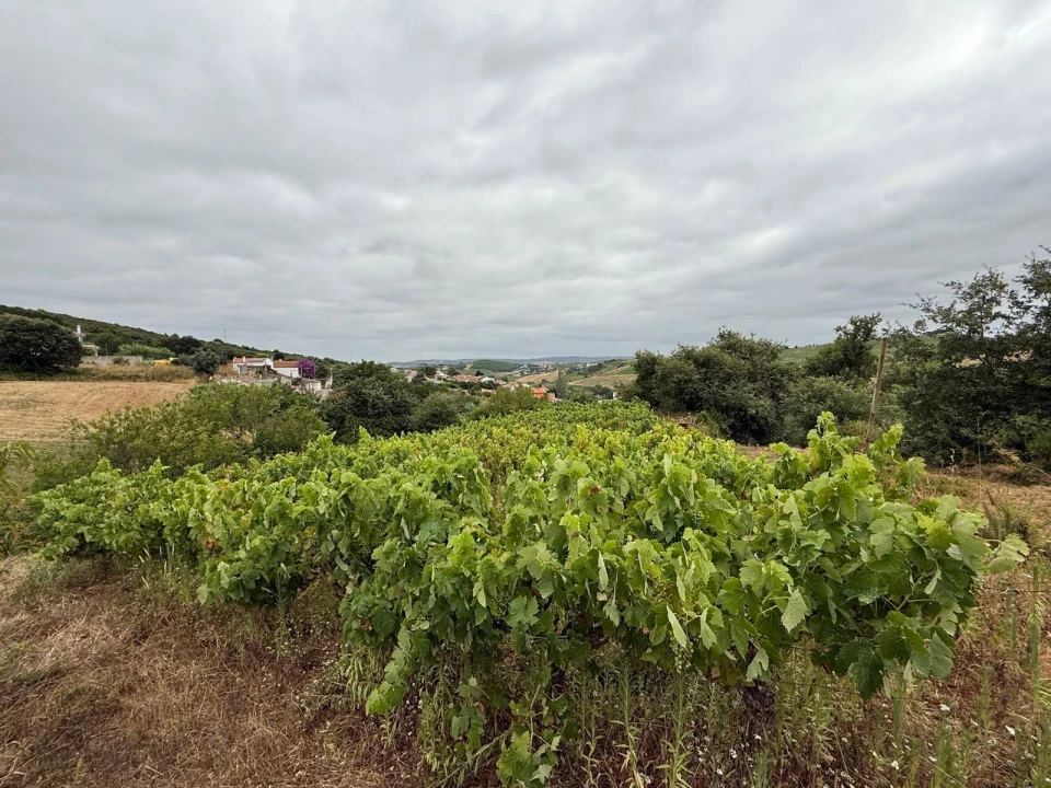 Terreno Agricola ou Rústico para Venda em Santa Maria, São Pedro e Matacães Foto 7