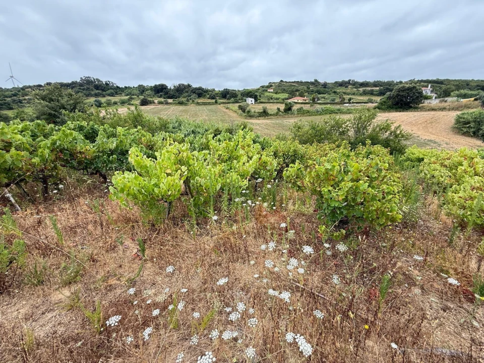 Terreno Agricola ou Rústico para Venda em Santa Maria, São Pedro e Matacães Foto 6