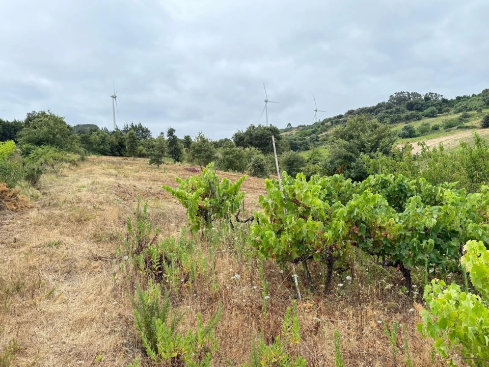 Terreno Agricola ou Rústico para Venda em Santa Maria, São Pedro e Matacães Foto 8