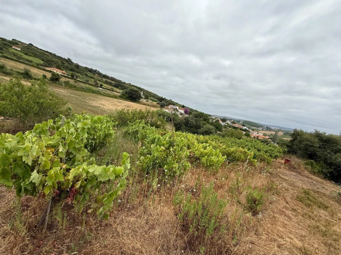 Terreno Agricola ou Rústico para Venda em Santa Maria, São Pedro e Matacães Foto 10