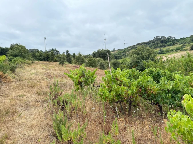 Terreno Agricola ou Rústico para Venda em Santa Maria, São Pedro e Matacães Foto 8