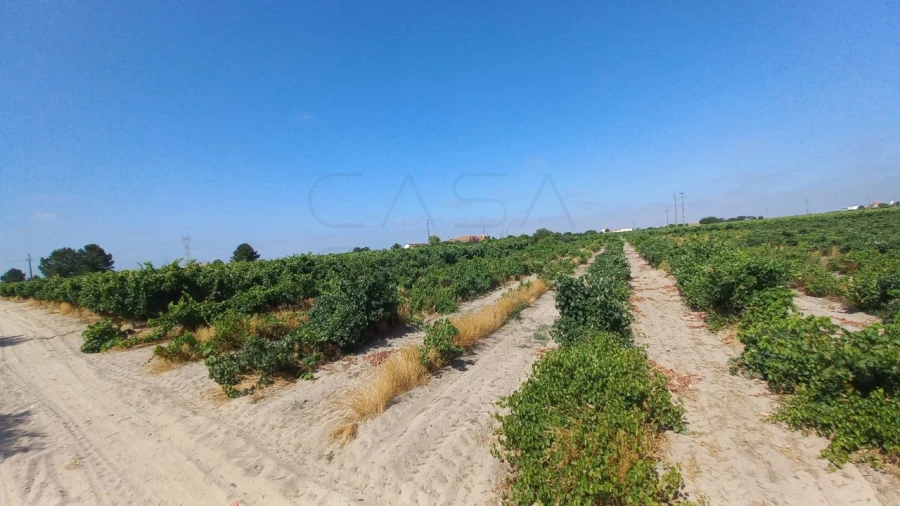 Quinta T3 para Venda em Poceirão e Marateca Foto 15