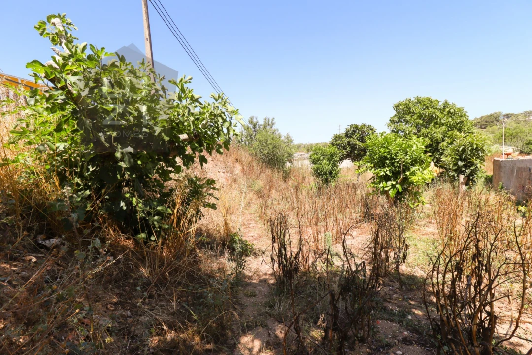 Terreno para Venda em Barão de São Miguel Foto 12