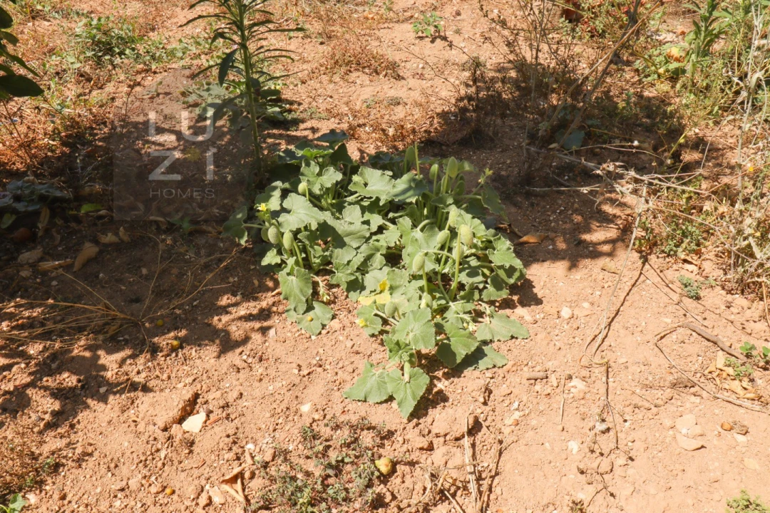 Terreno para Venda em Barão de São Miguel Foto 21
