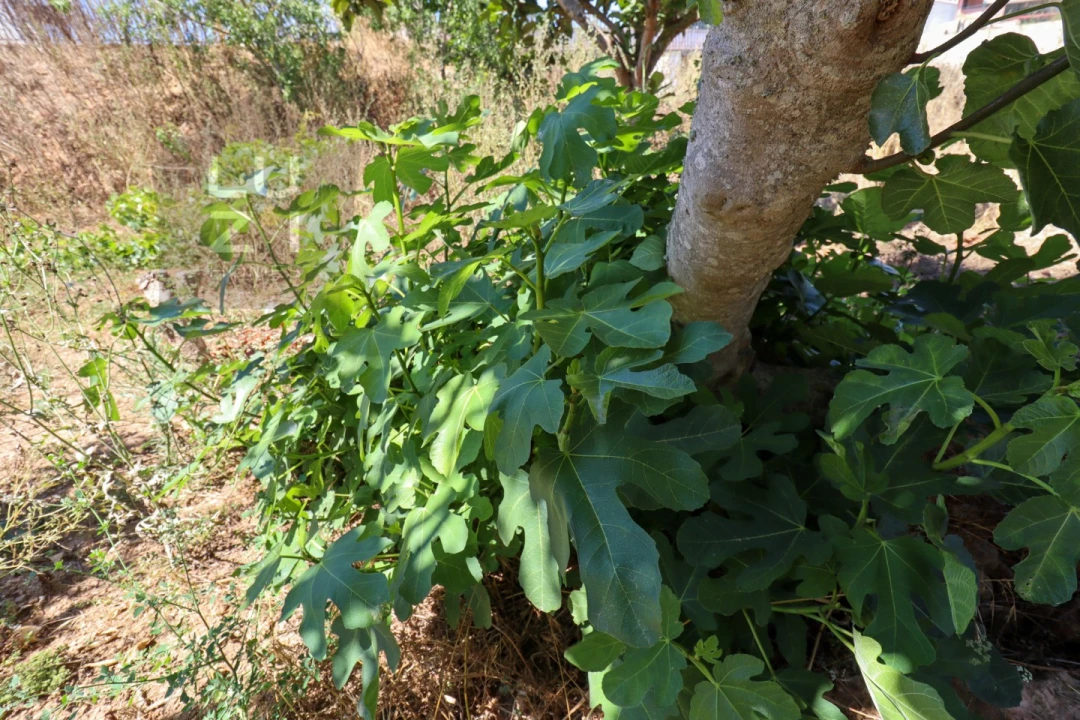 Terreno para Venda em Barão de São Miguel Foto 24
