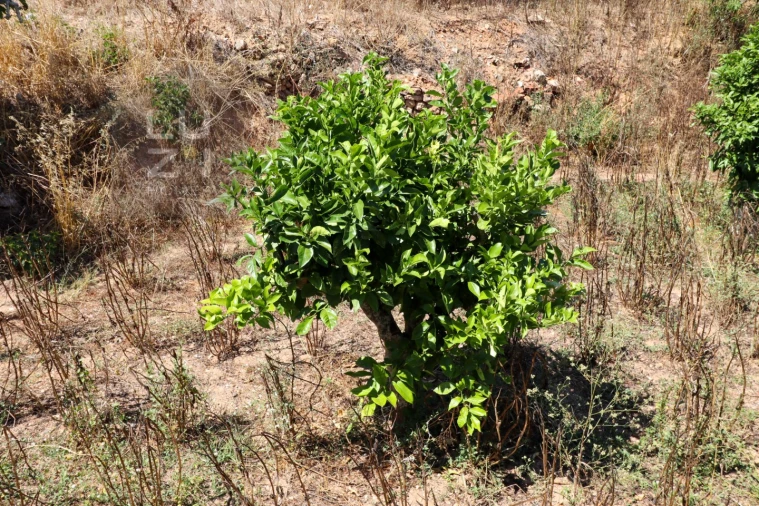 Terreno para Venda em Barão de São Miguel Foto 9