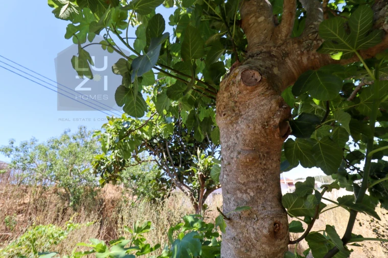 Terreno para Venda em Barão de São Miguel Foto 23