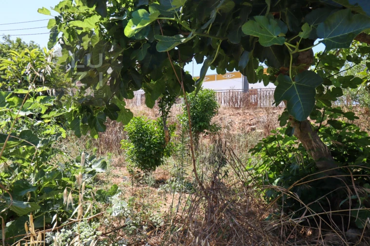 Terreno para Venda em Barão de São Miguel Foto 27