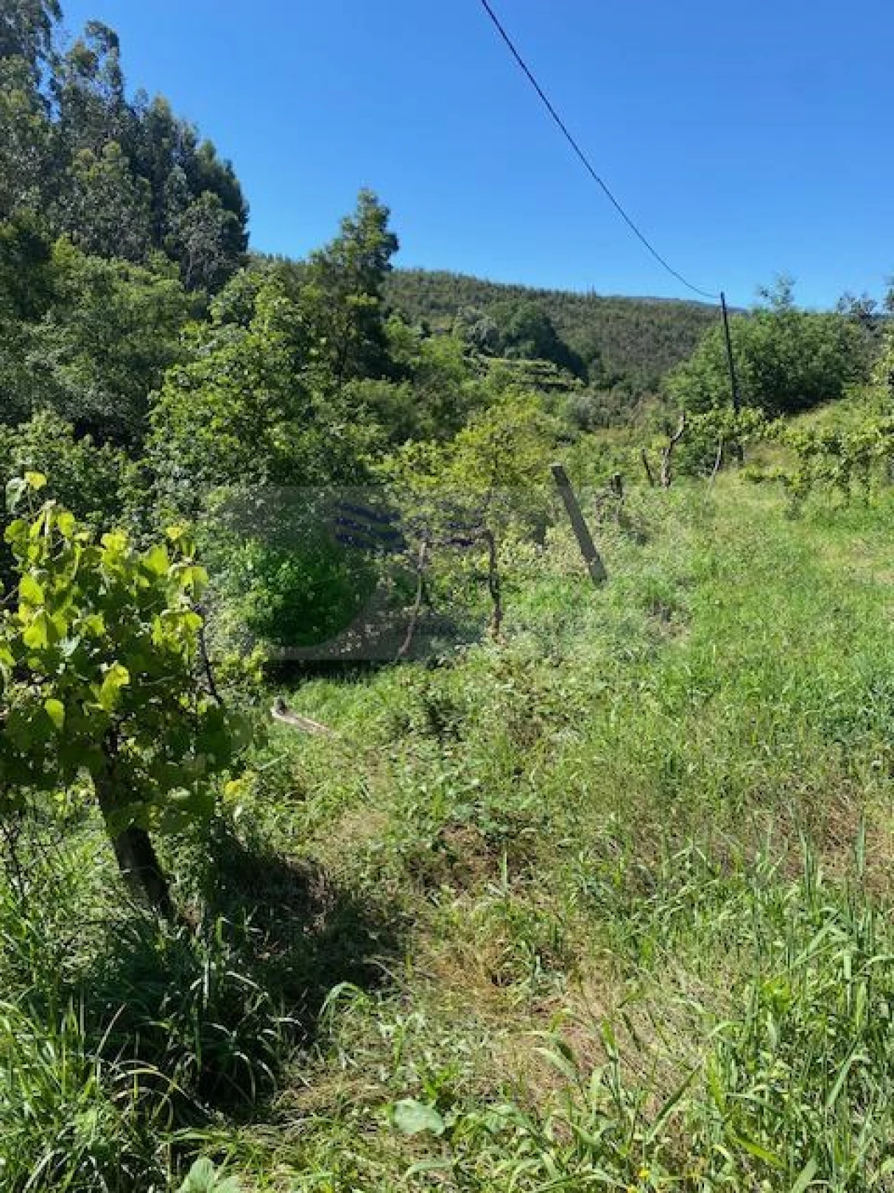 Terreno para Venda em Cedrim e Paradela Foto 4
