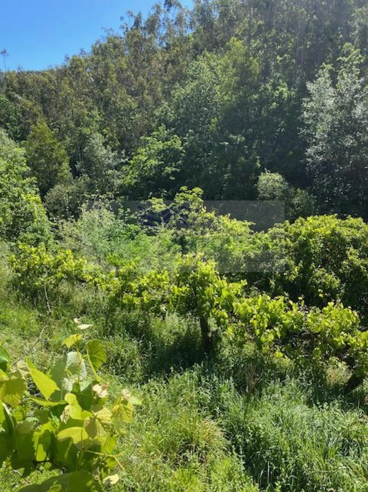 Terreno para Venda em Cedrim e Paradela Foto 6