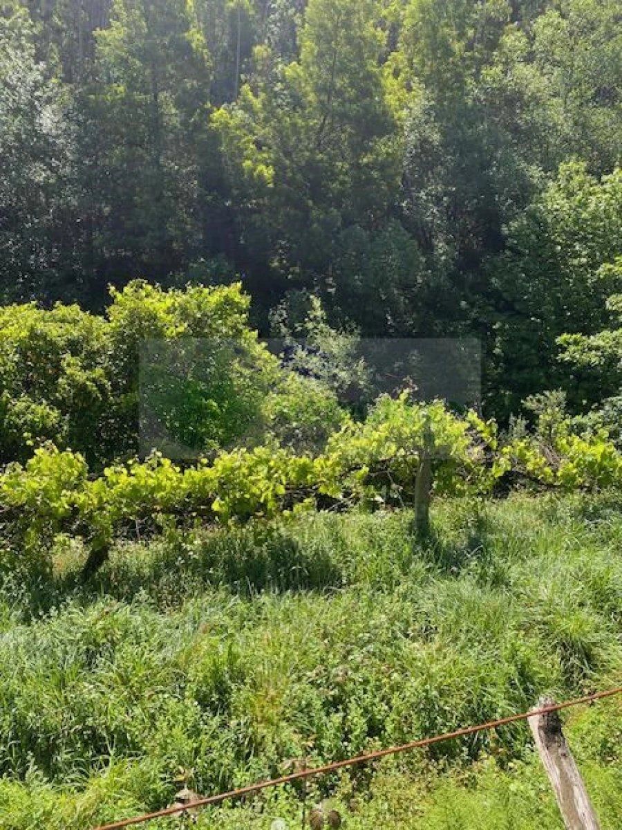 Terreno para Venda em Cedrim e Paradela Foto 5