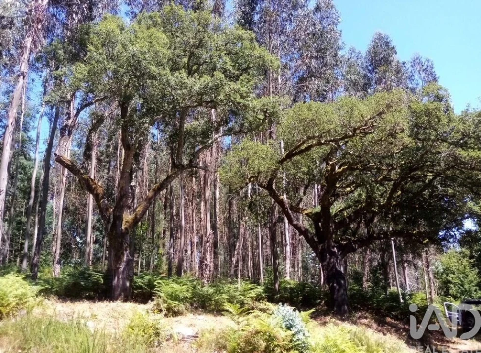 Moradia para Venda em Pedrogão Grande Foto 23
