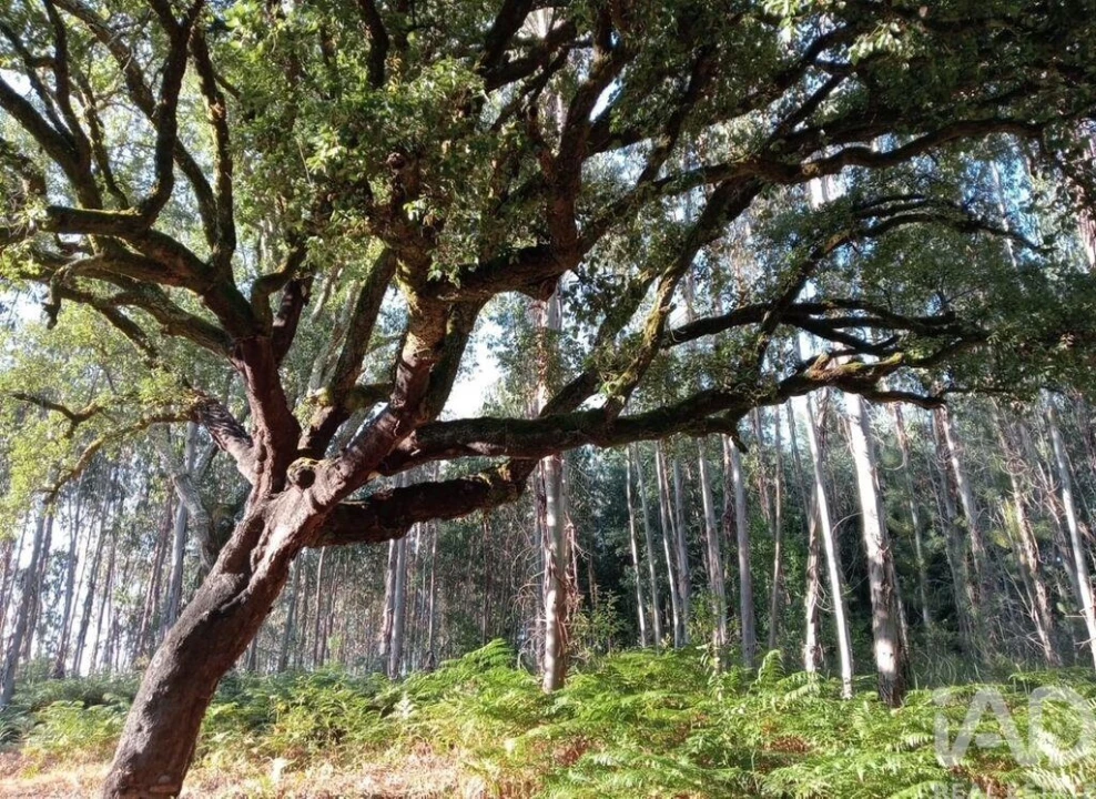 Moradia para Venda em Pedrogão Grande Foto 25