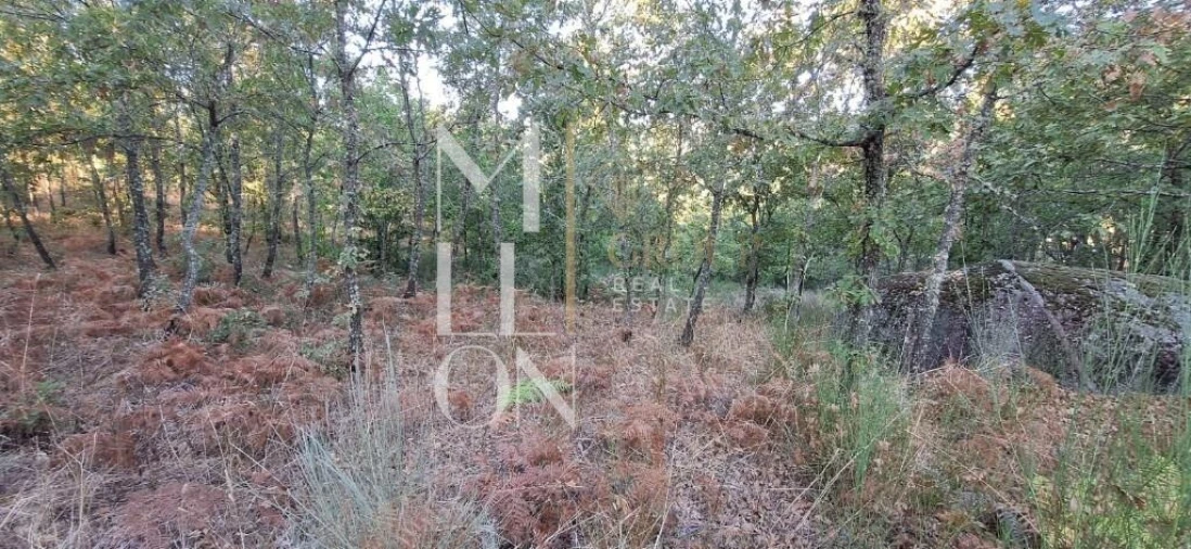 Terreno para Venda em Figueiro da Granja Foto 2