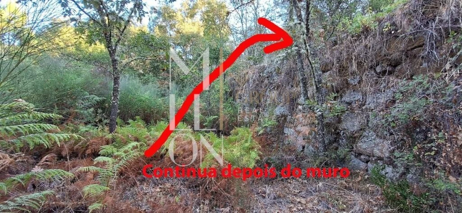 Terreno para Venda em Figueiro da Granja Foto 1