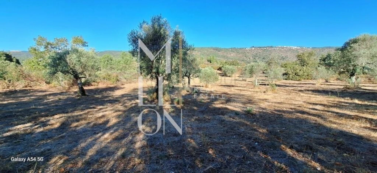 Terreno para Venda em Figueiro da Granja Foto 10
