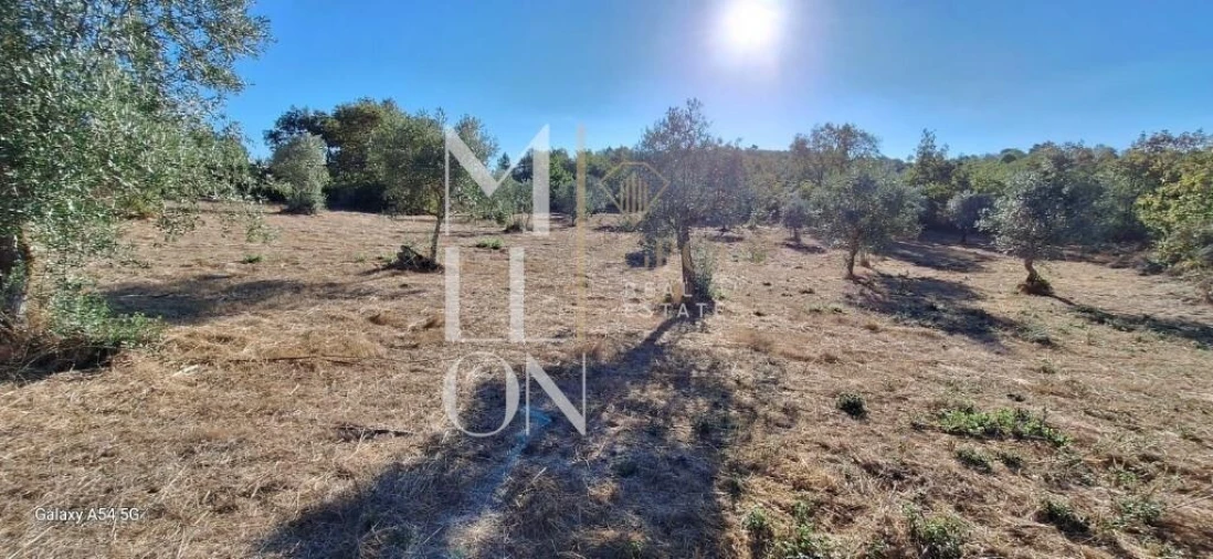 Terreno para Venda em Figueiro da Granja Foto 8