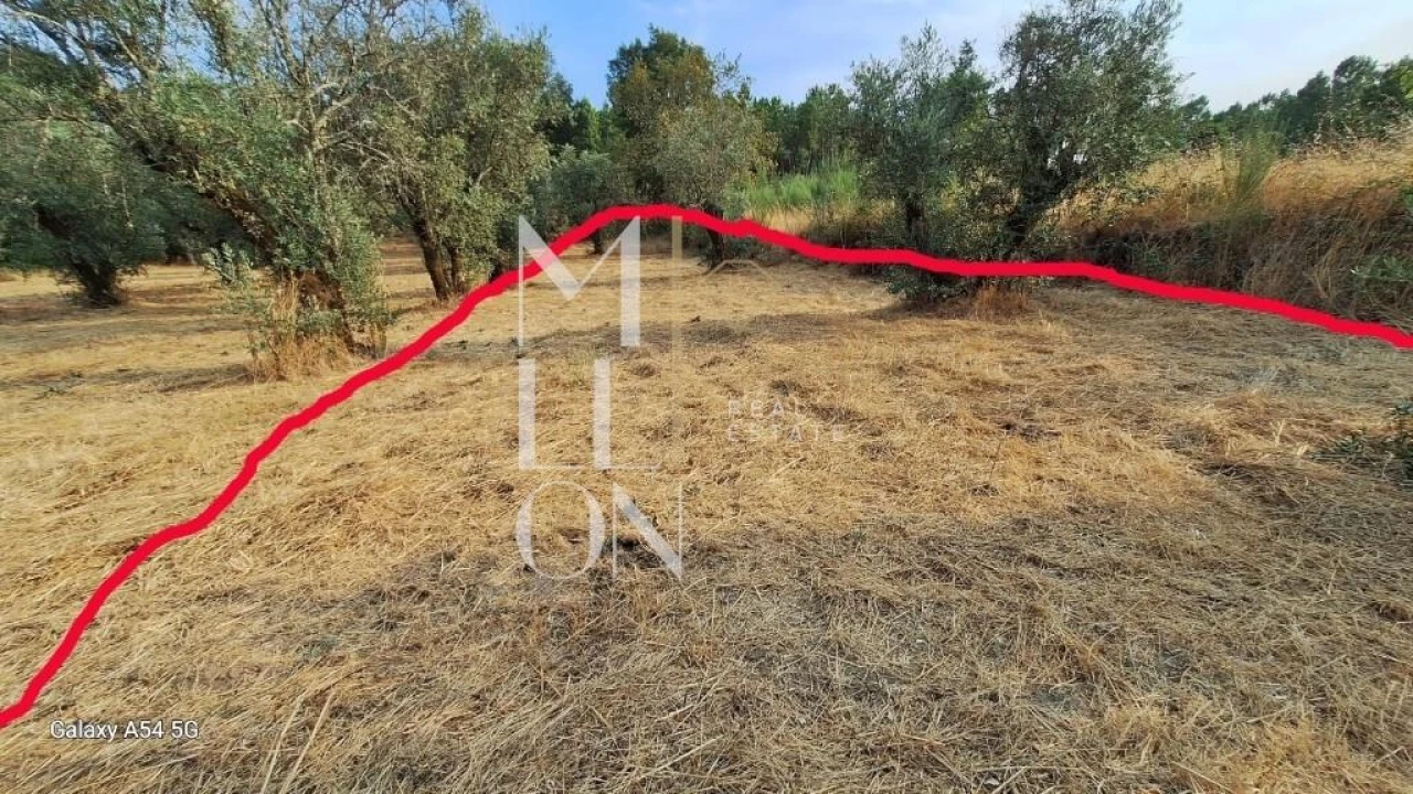 Terreno para Venda em Figueiro da Granja Foto 8